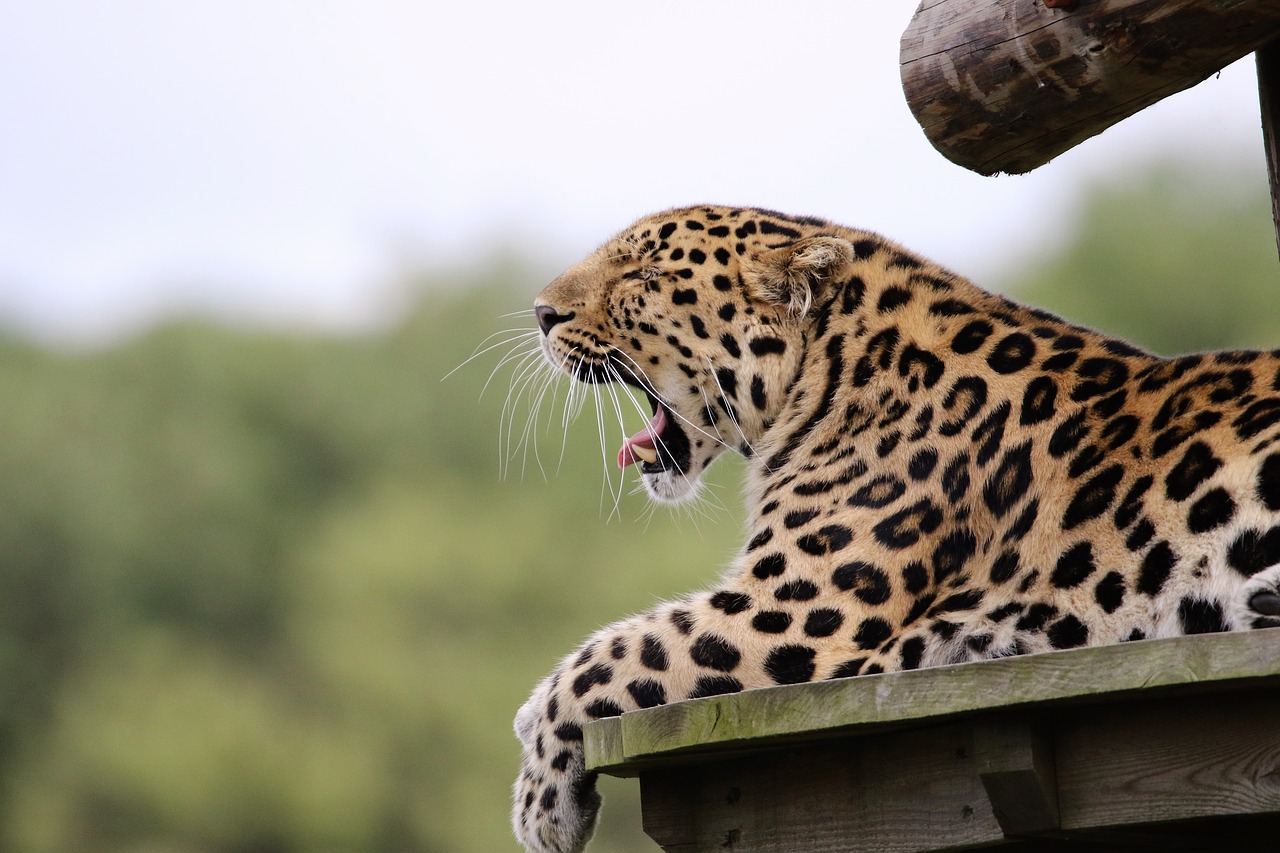 leopard big cat animal free photo