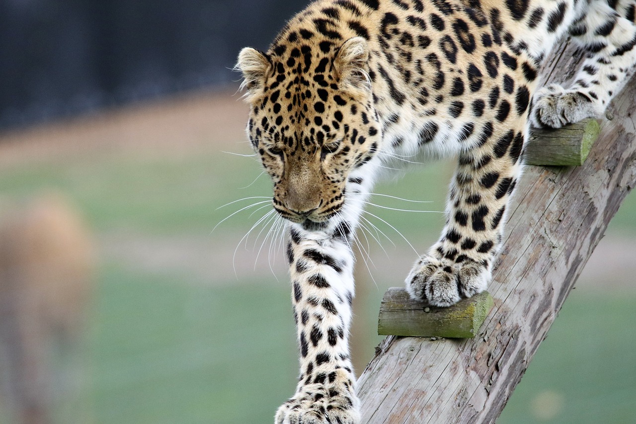 leopard big cat animal free photo