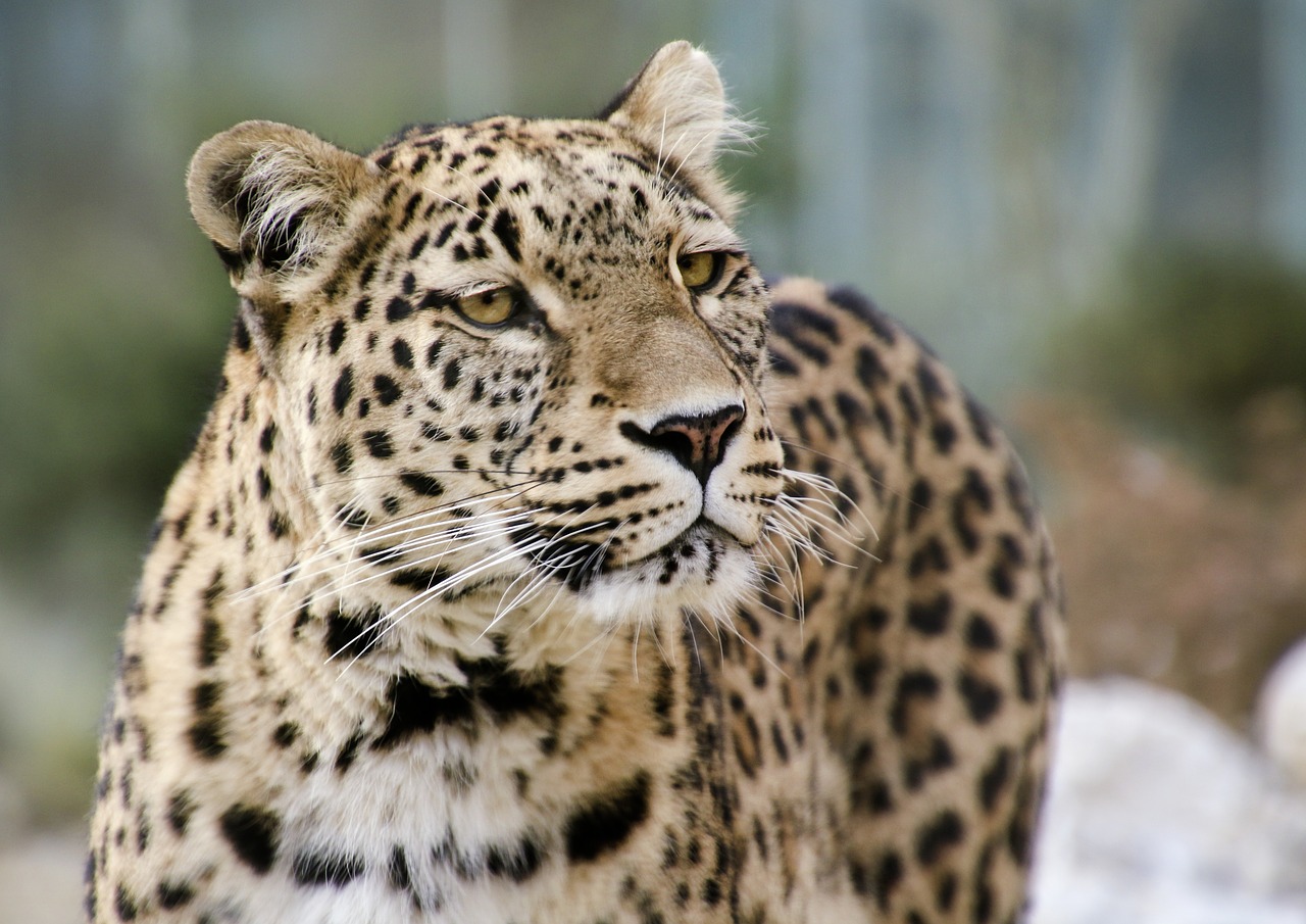 leopard persian leopard portrait free photo