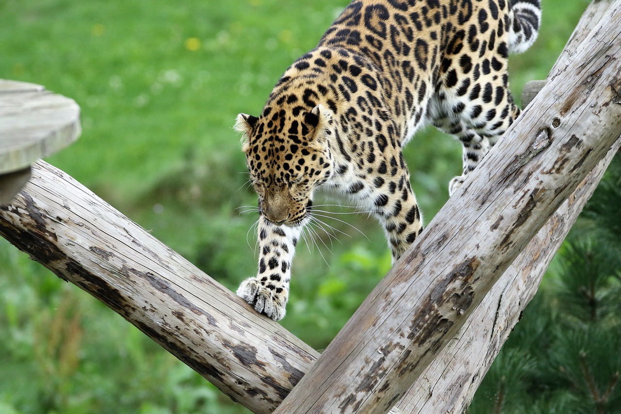 leopard big cat spots free photo