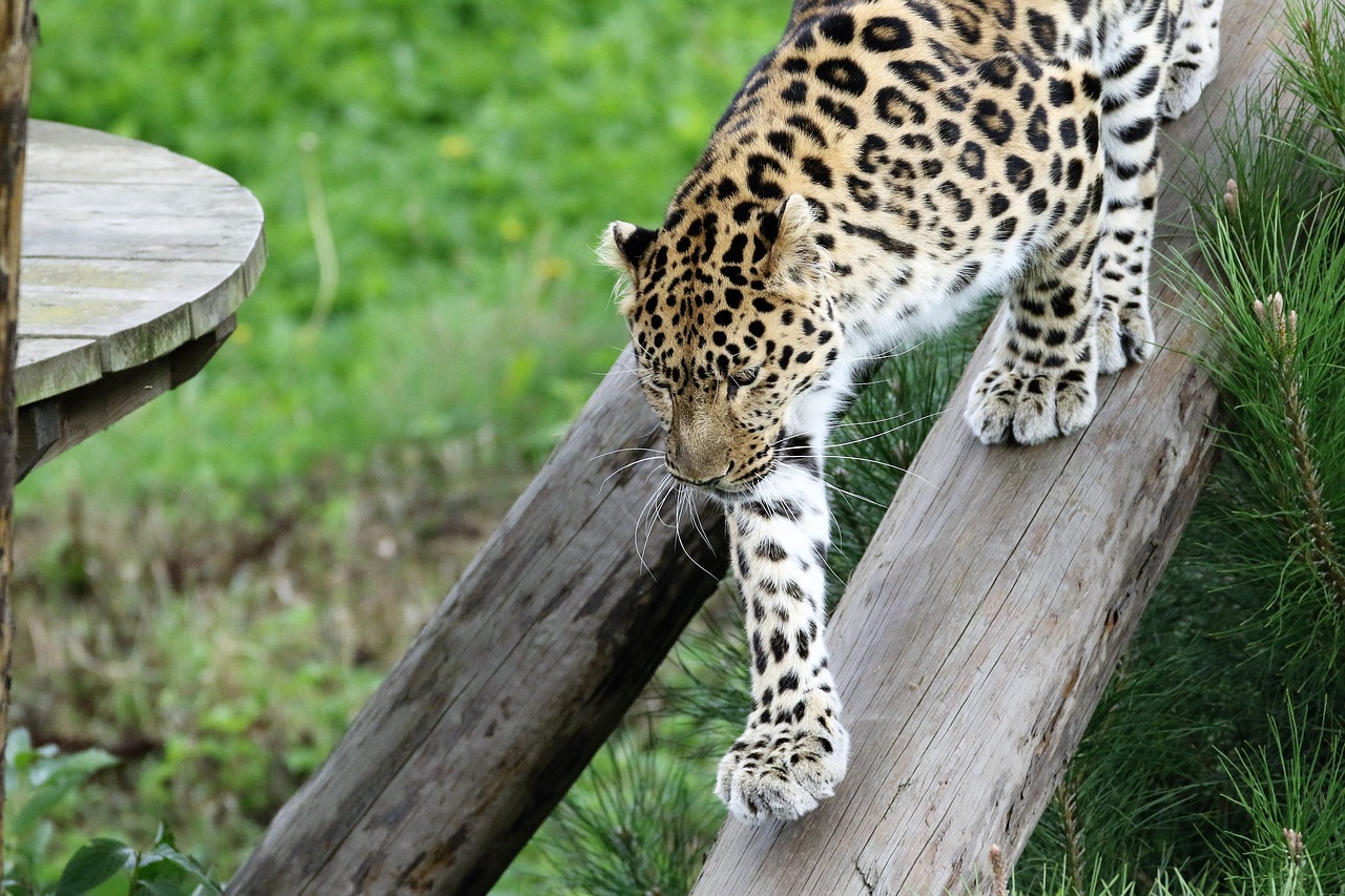 leopard big cat spots free photo