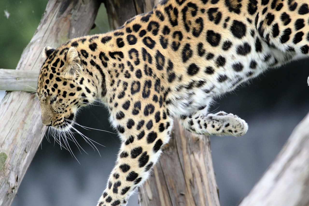leopard spotted cat free photo