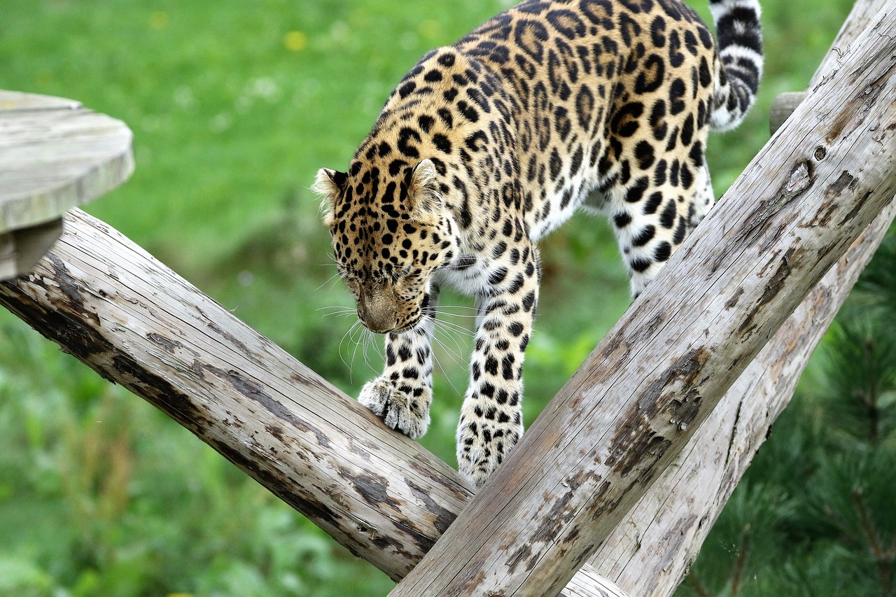 leopard spotted cat free photo
