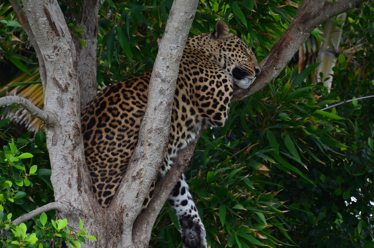 leopard wildcat africa free photo