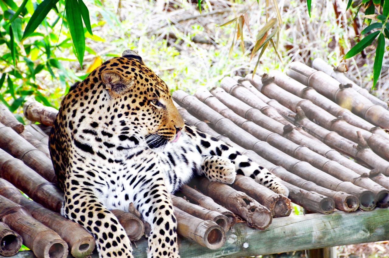leopard africa wildcat free photo