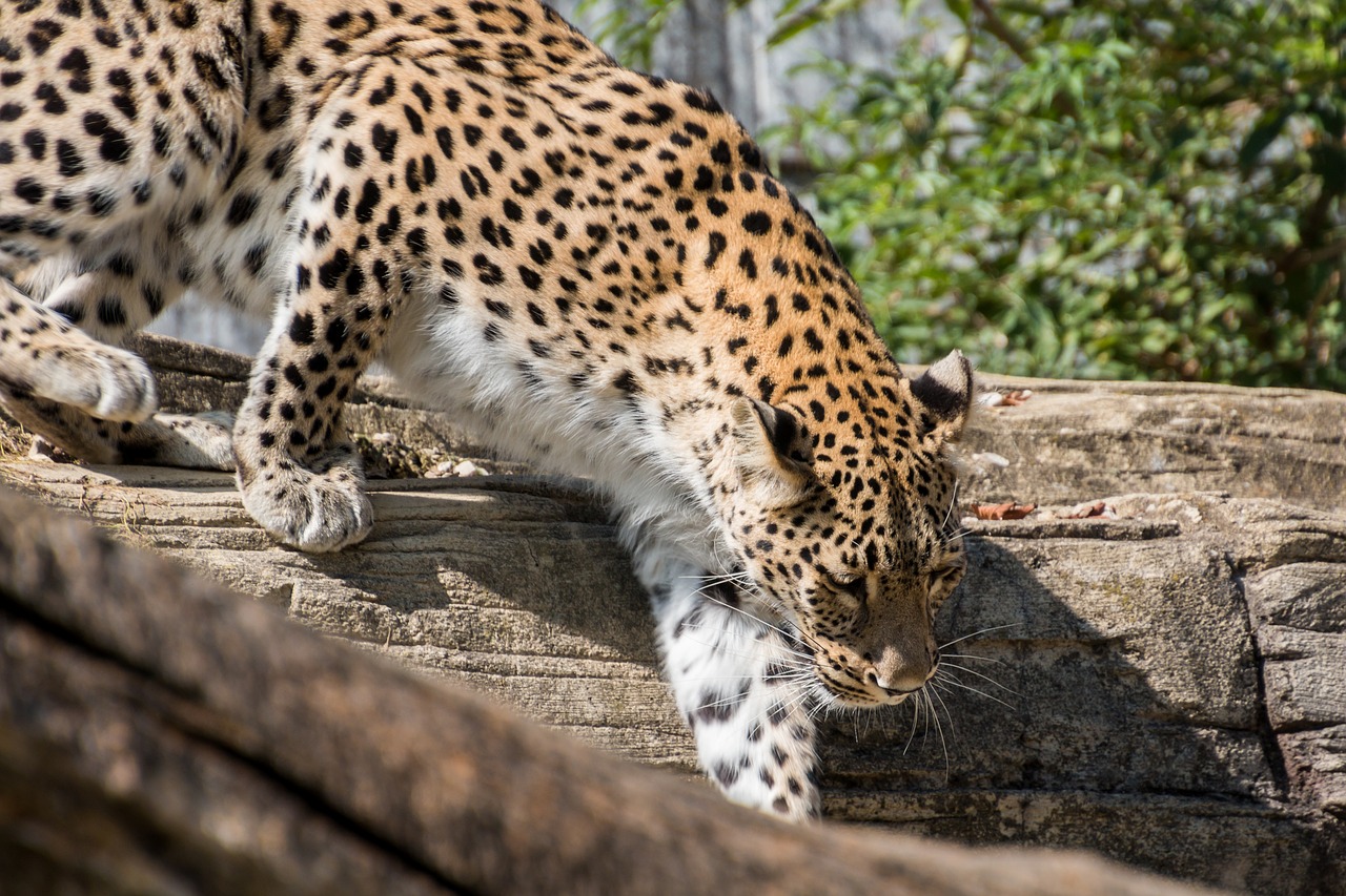 leopard persian leopard cat free photo