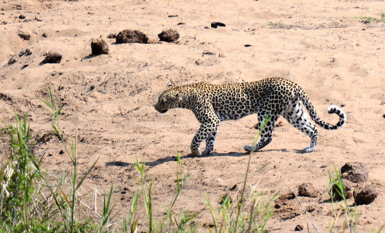 leopard kruger park south africa wildlife free photo