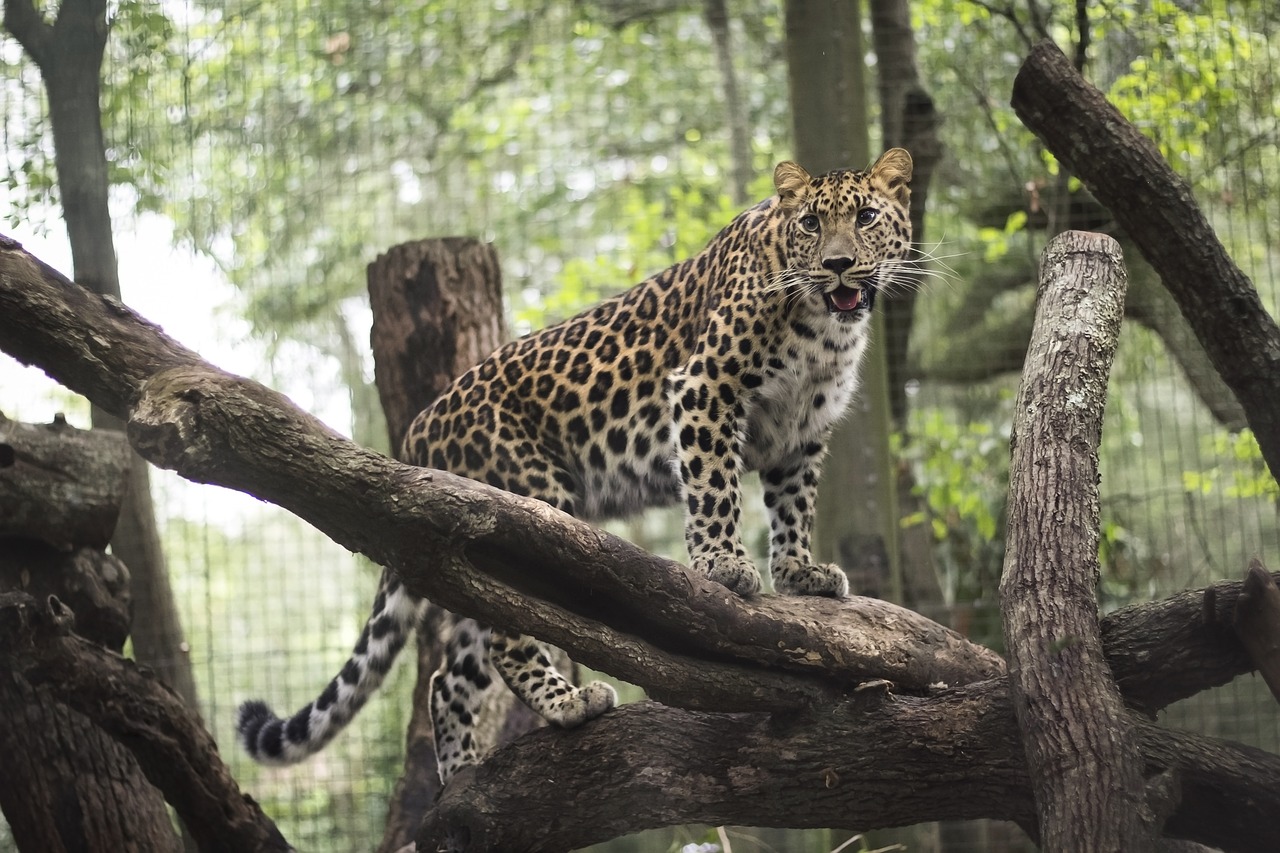 leopard aza jacksonville free photo