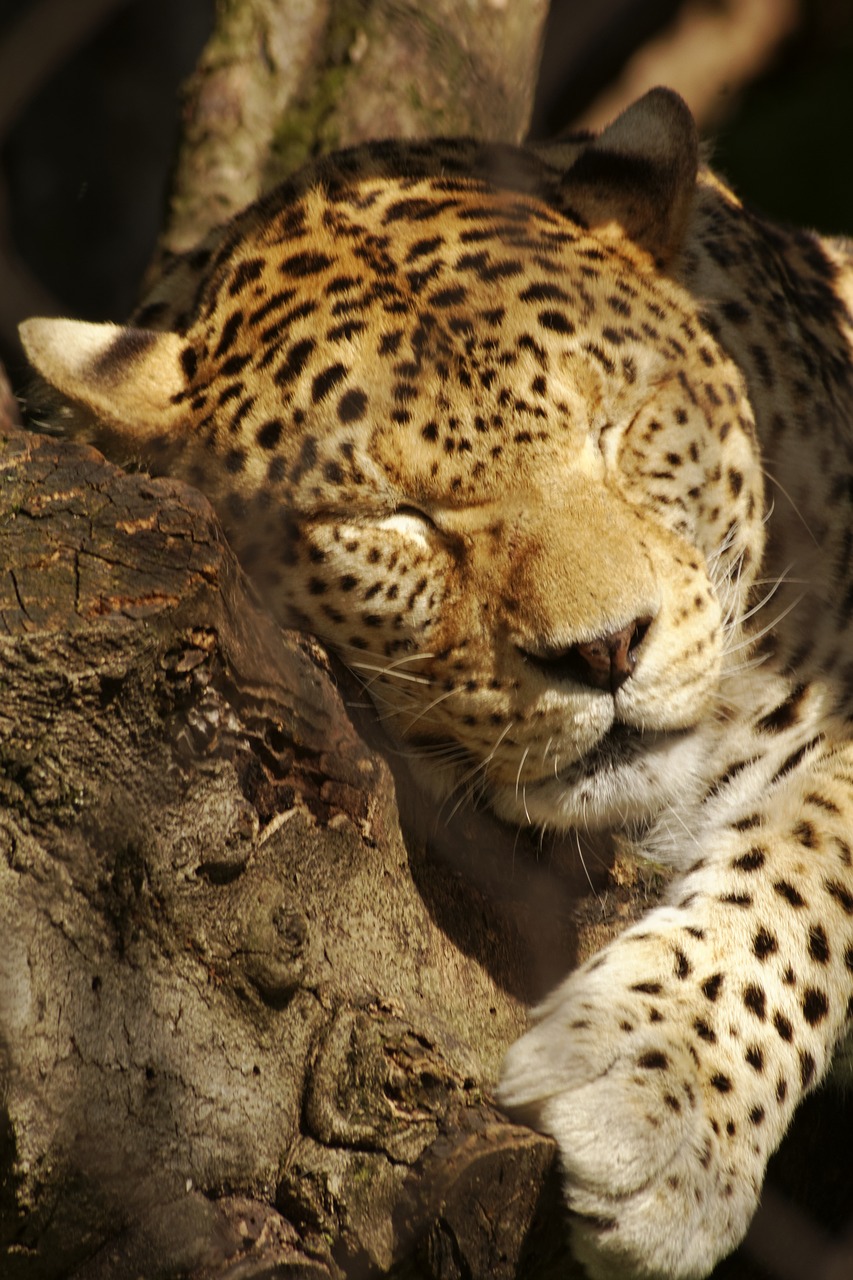 leopard mammal animal free photo