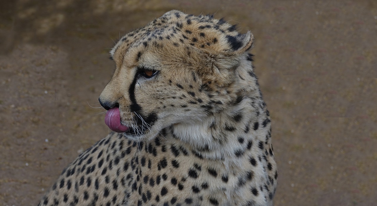 leopard botswana wildcat free photo