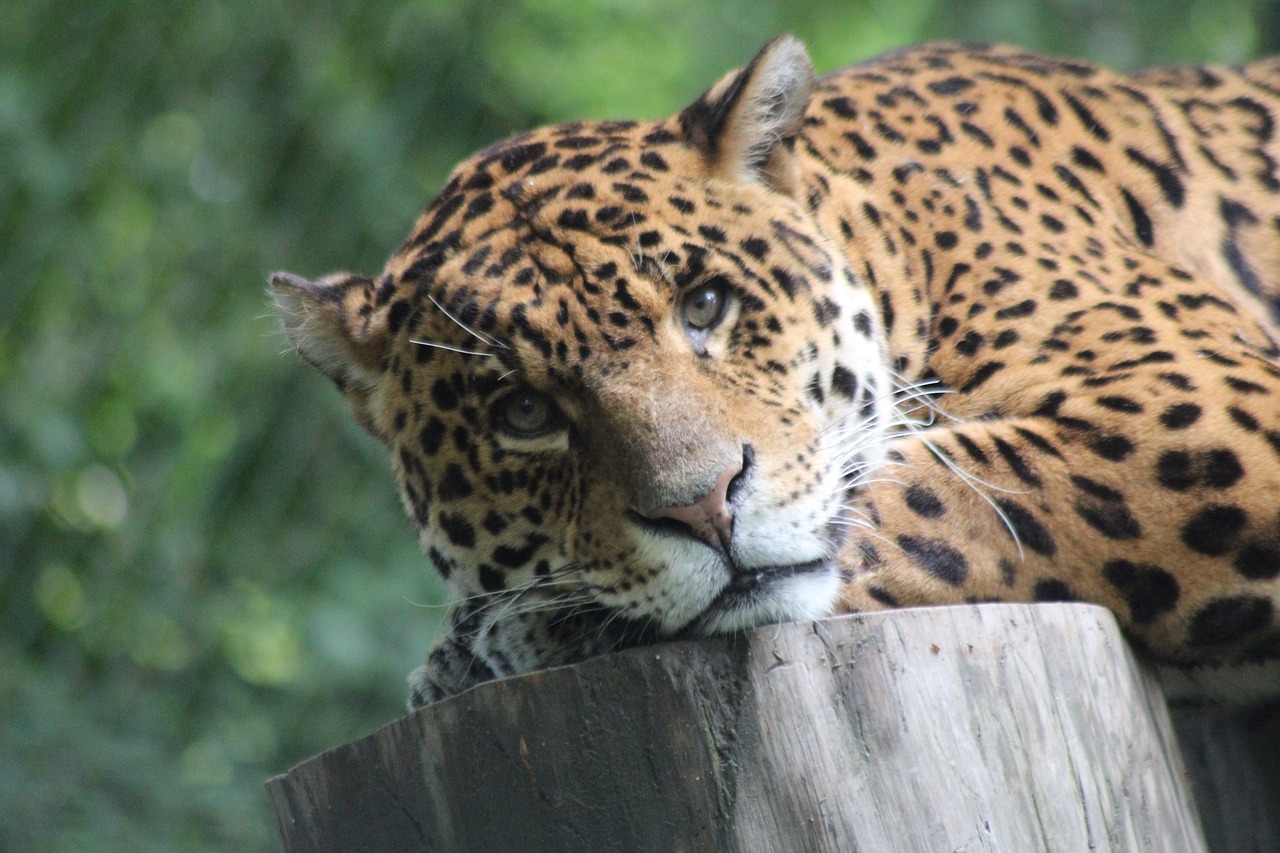 leopard savannah jungle free photo