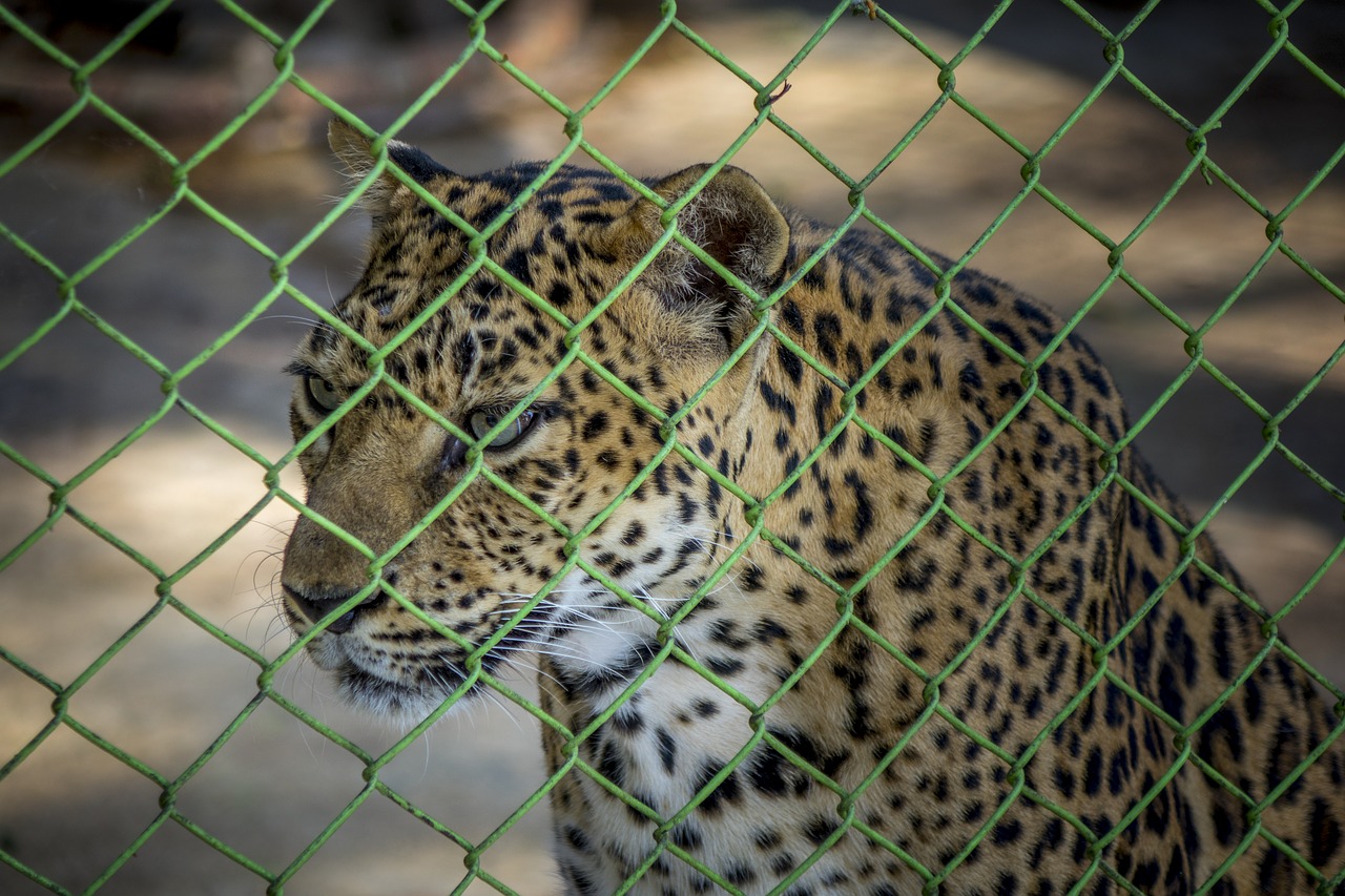 leopard zoo cage free photo