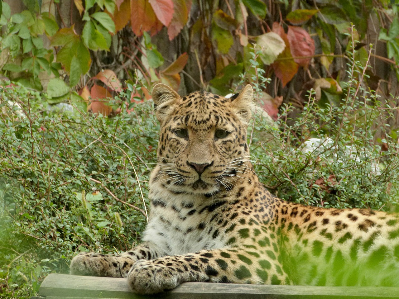 leopard big cat zoo free photo