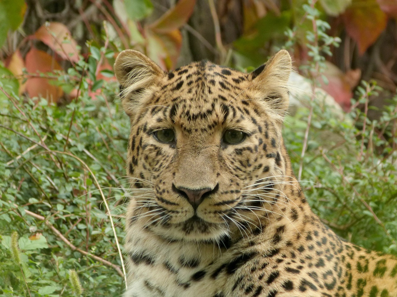 leopard chinese leopard big cat free photo