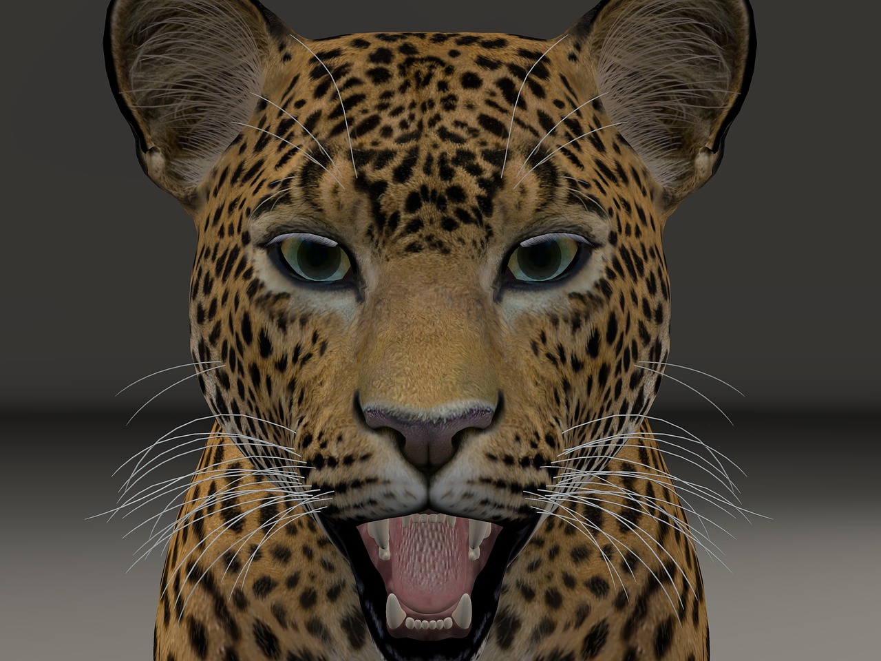 Шкура леопарда с головой