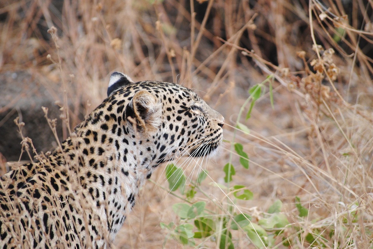 leopard tsavo national park free photo