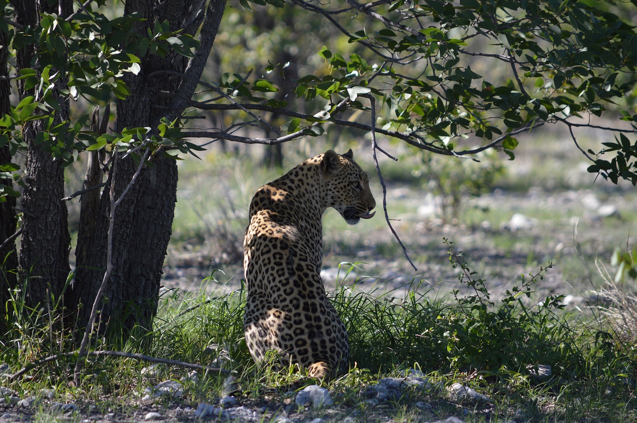 leopard africa namibia free photo