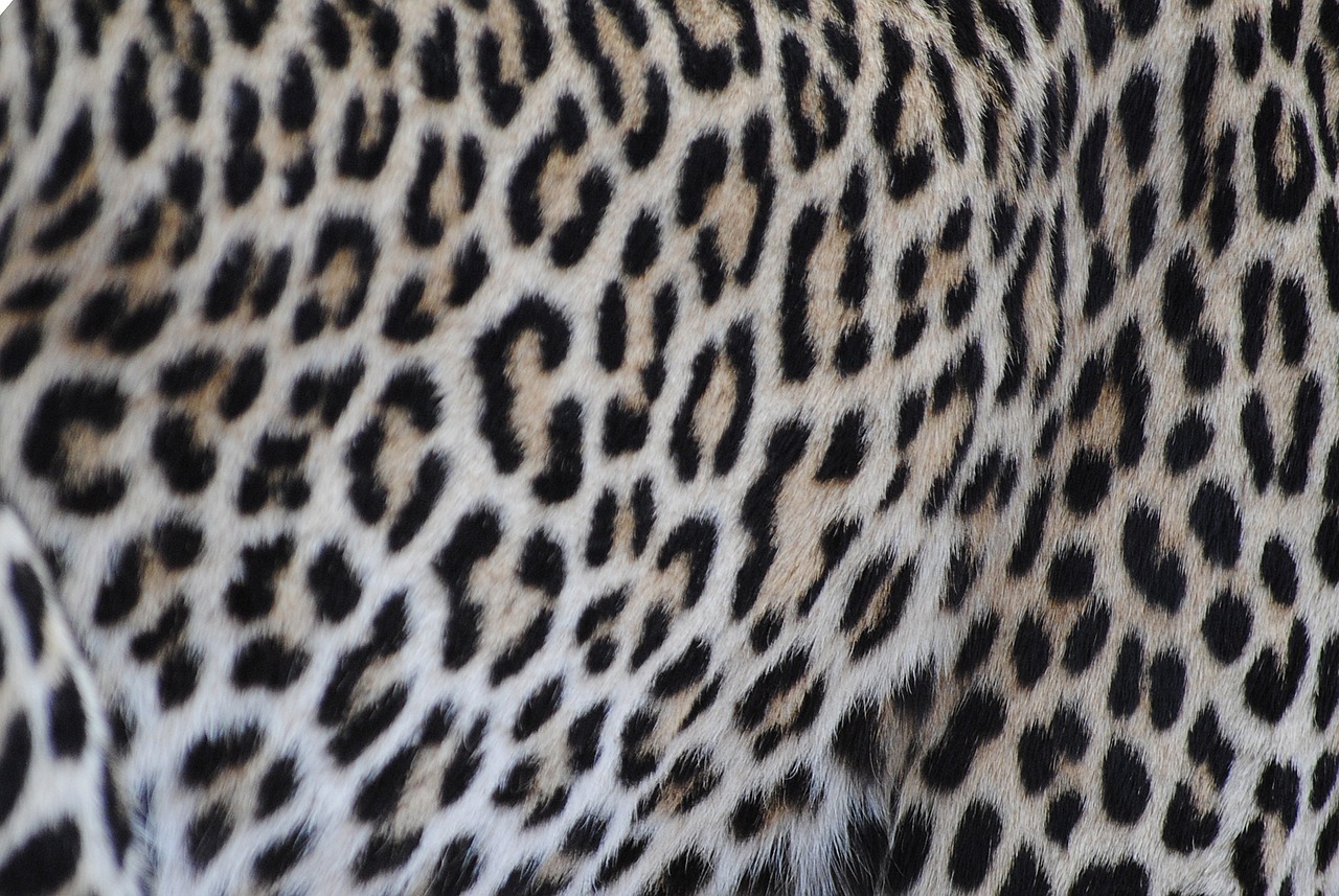 leopard fur pattern free photo