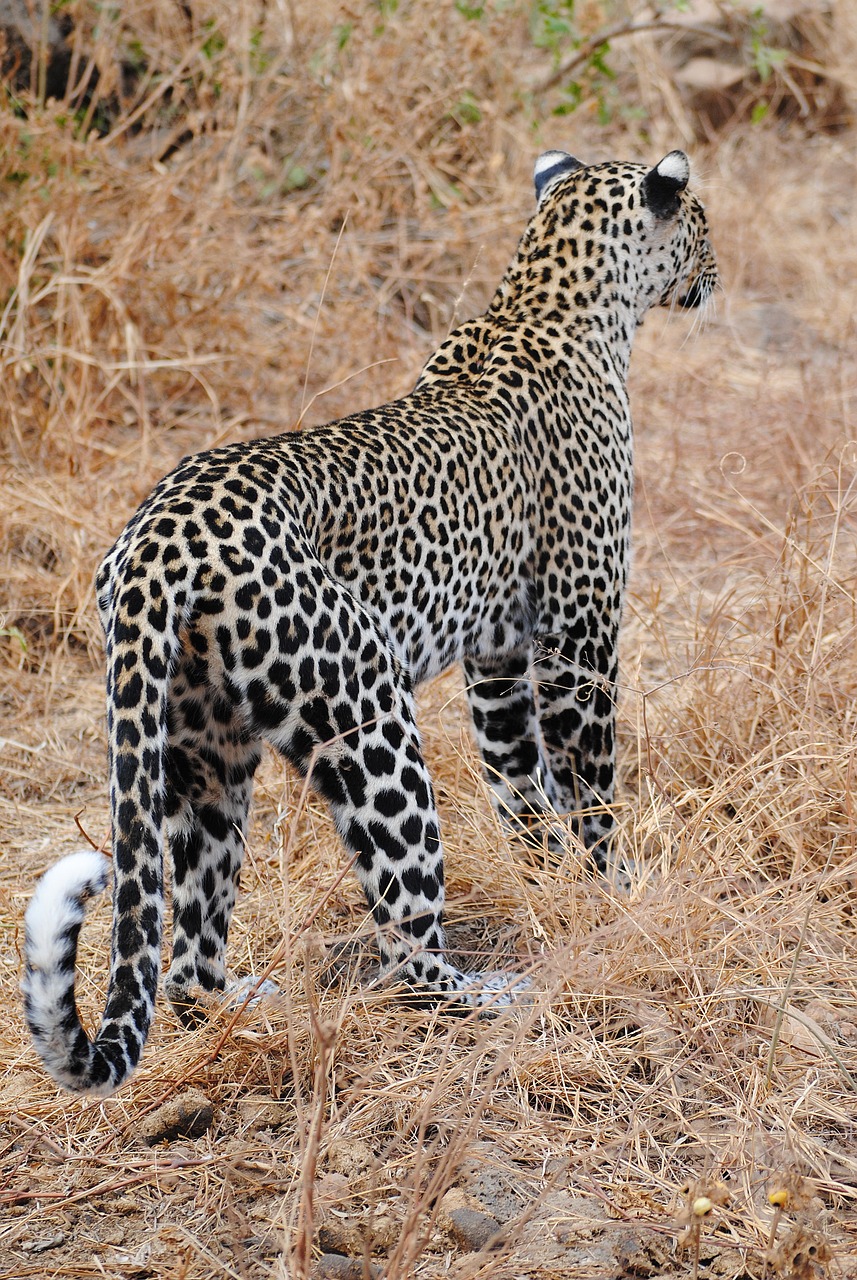 leopard cat wildcat free photo