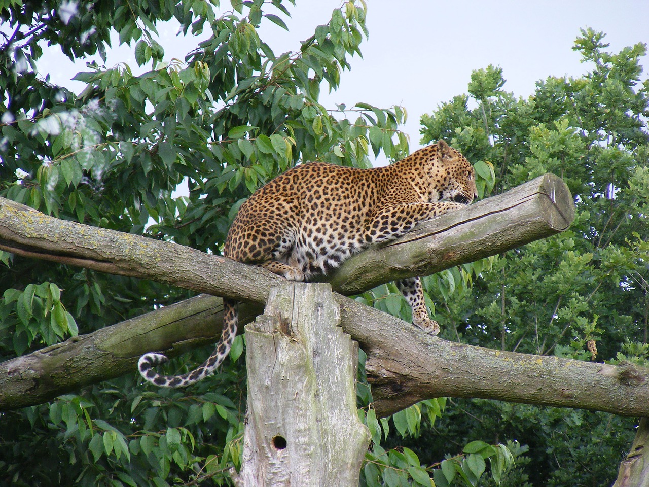 leopard wild animal wild free photo