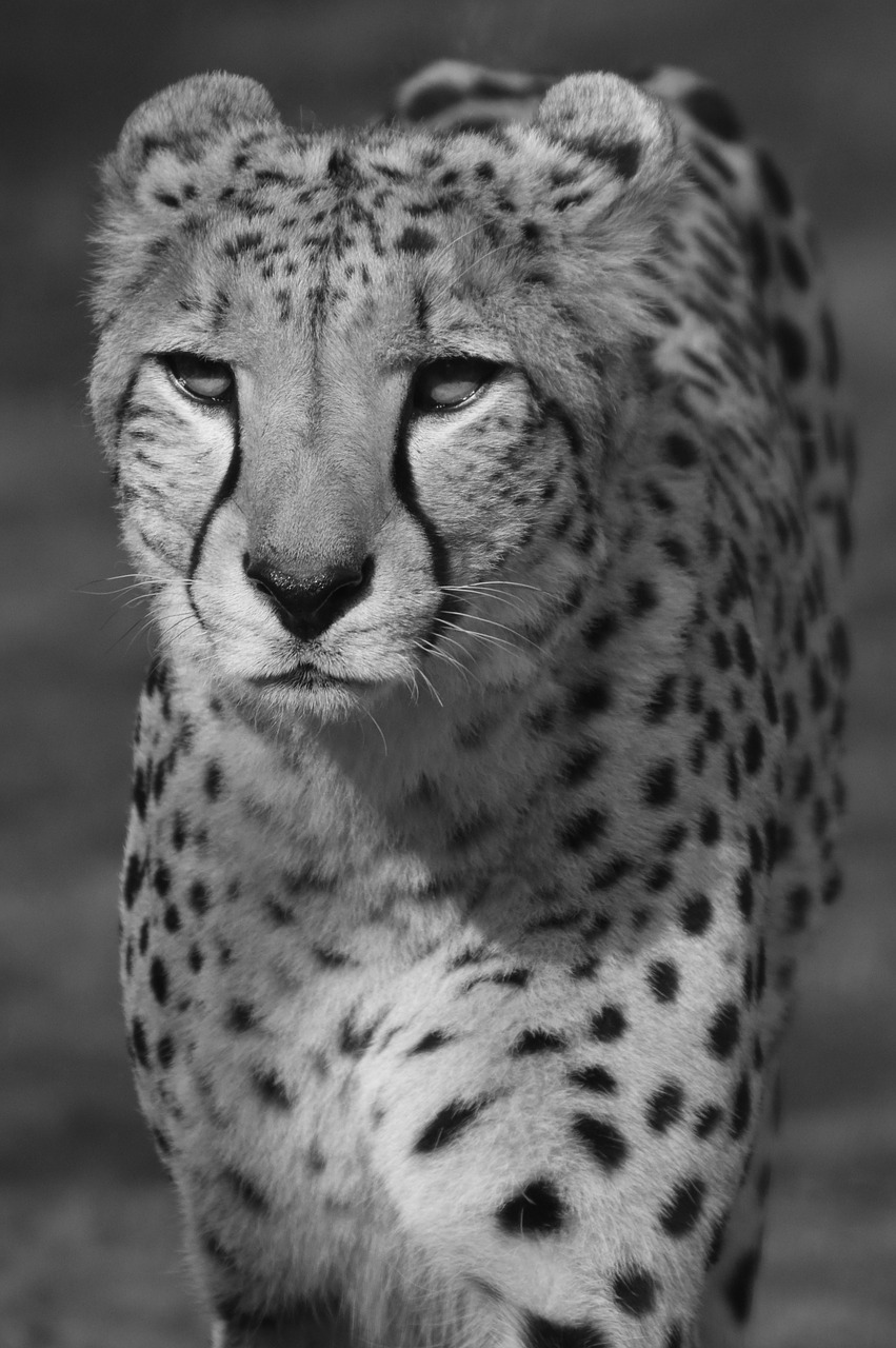 leopard predator animal free photo