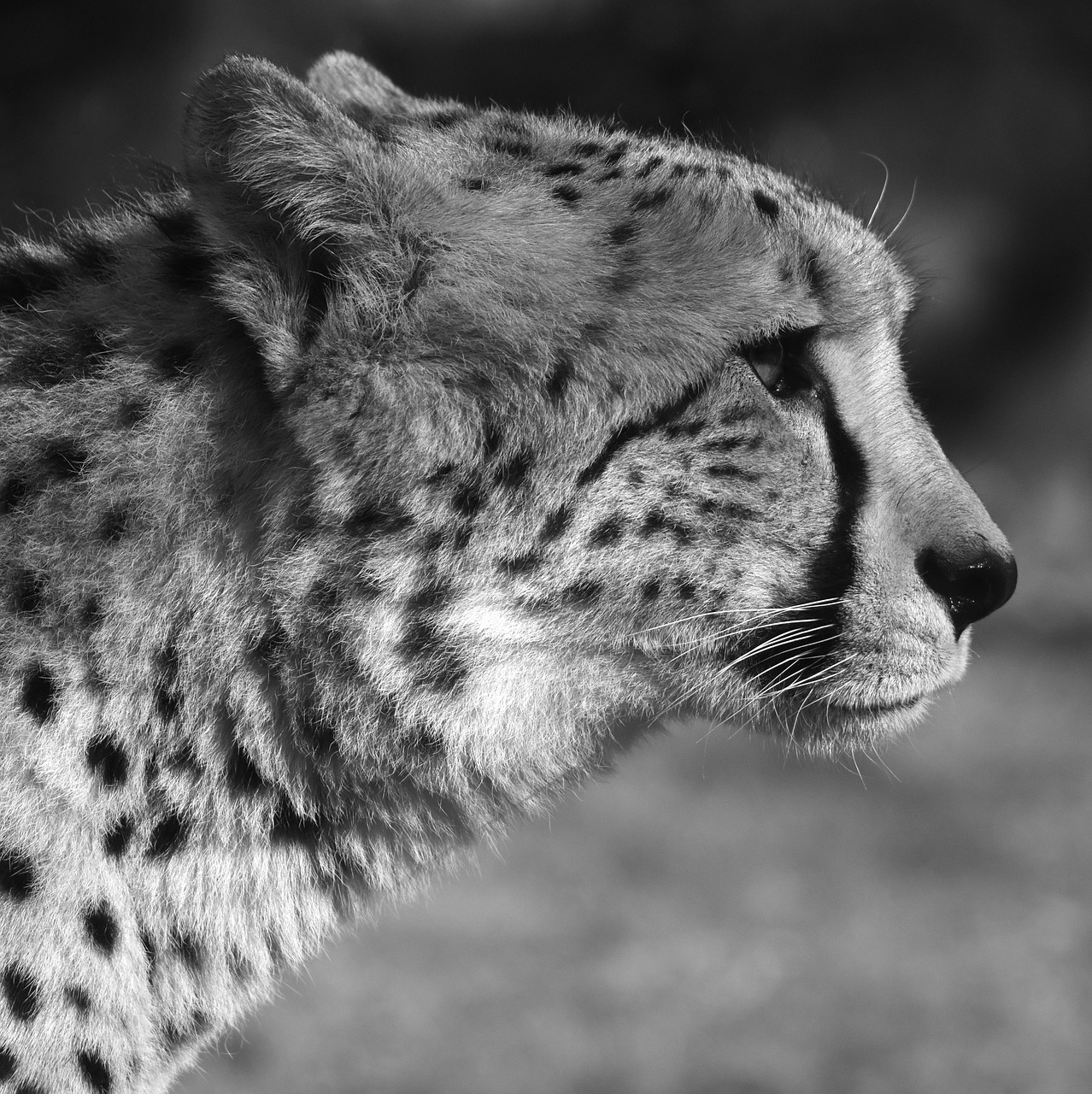 leopard predator animal free photo