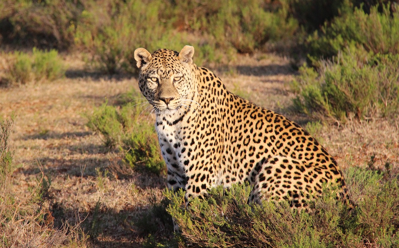 leopard africa nature free photo