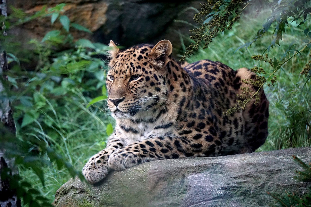 leopard zoo leipzig free photo