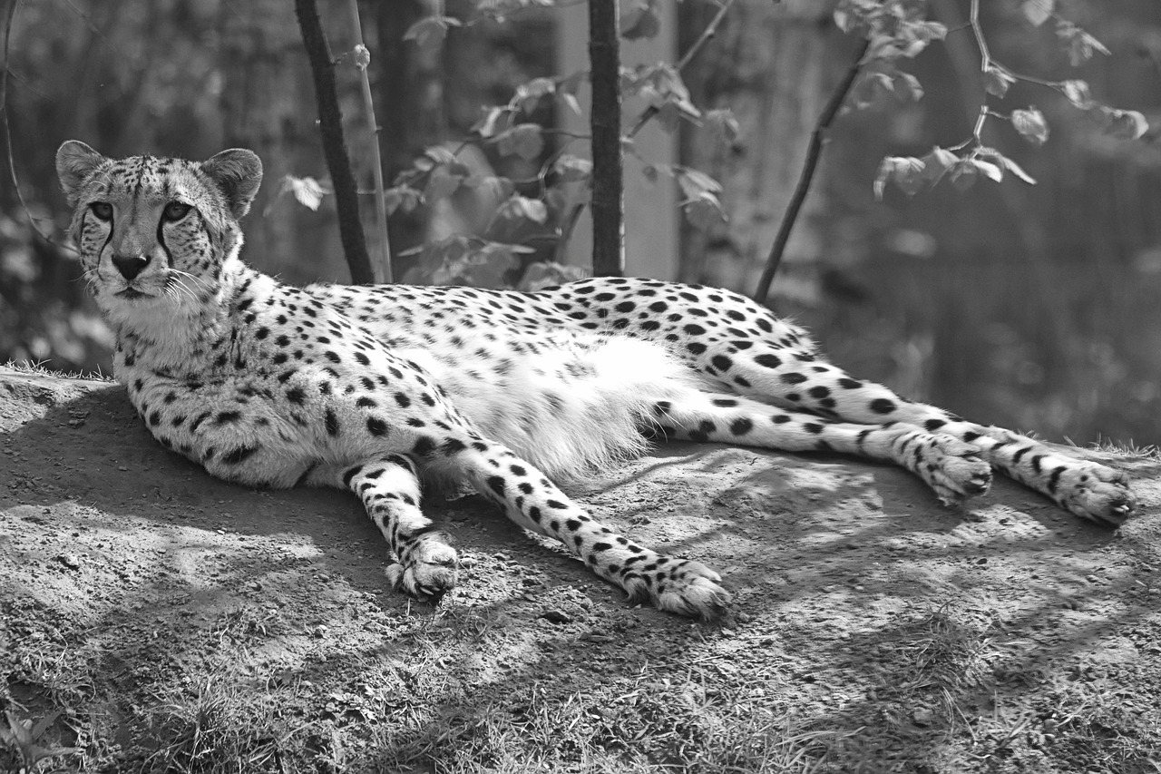 leopard animal cheetah free photo