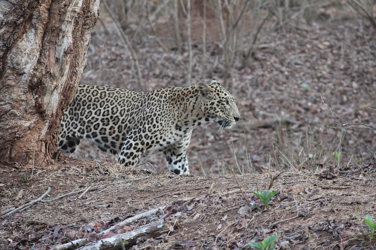 leopard wildlife jungle free photo