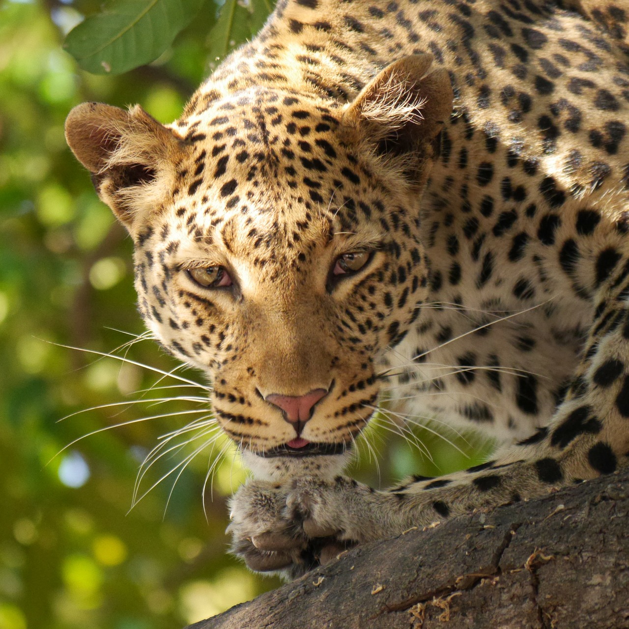 leopard safari wildier free photo