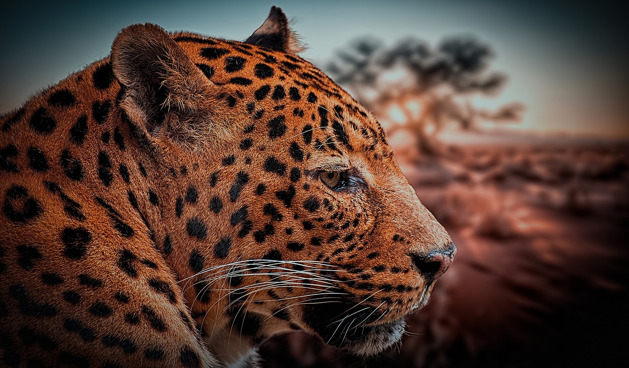 leopard animal nature free photo