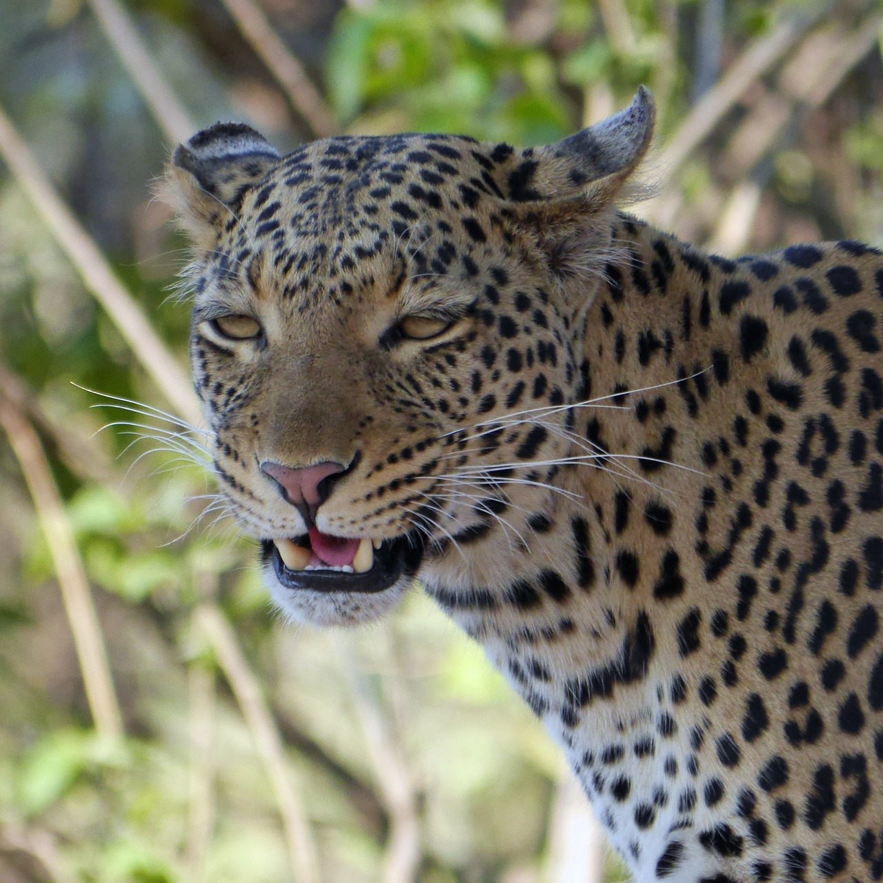 leopard africa botswana free photo