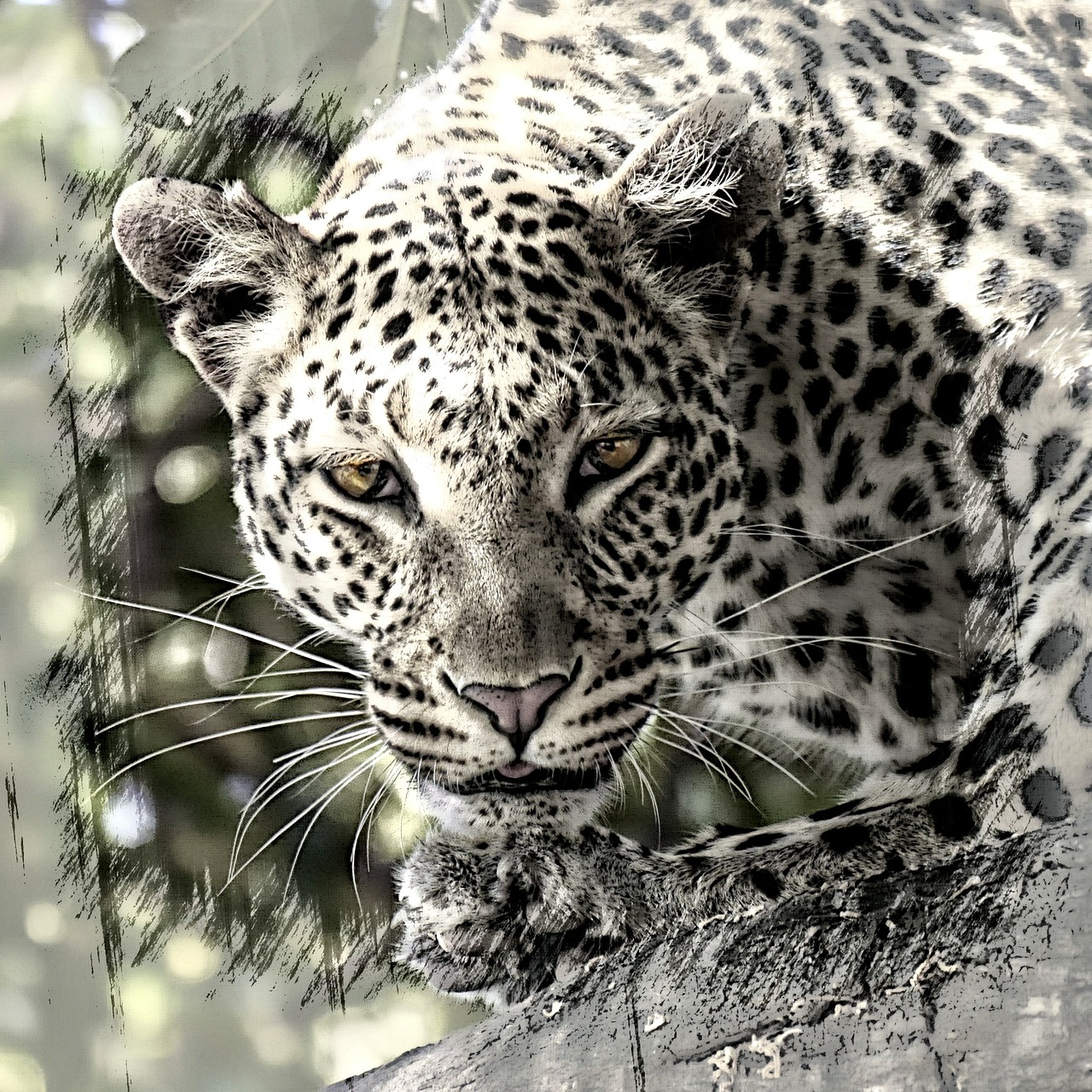 leopard big cat africa free photo