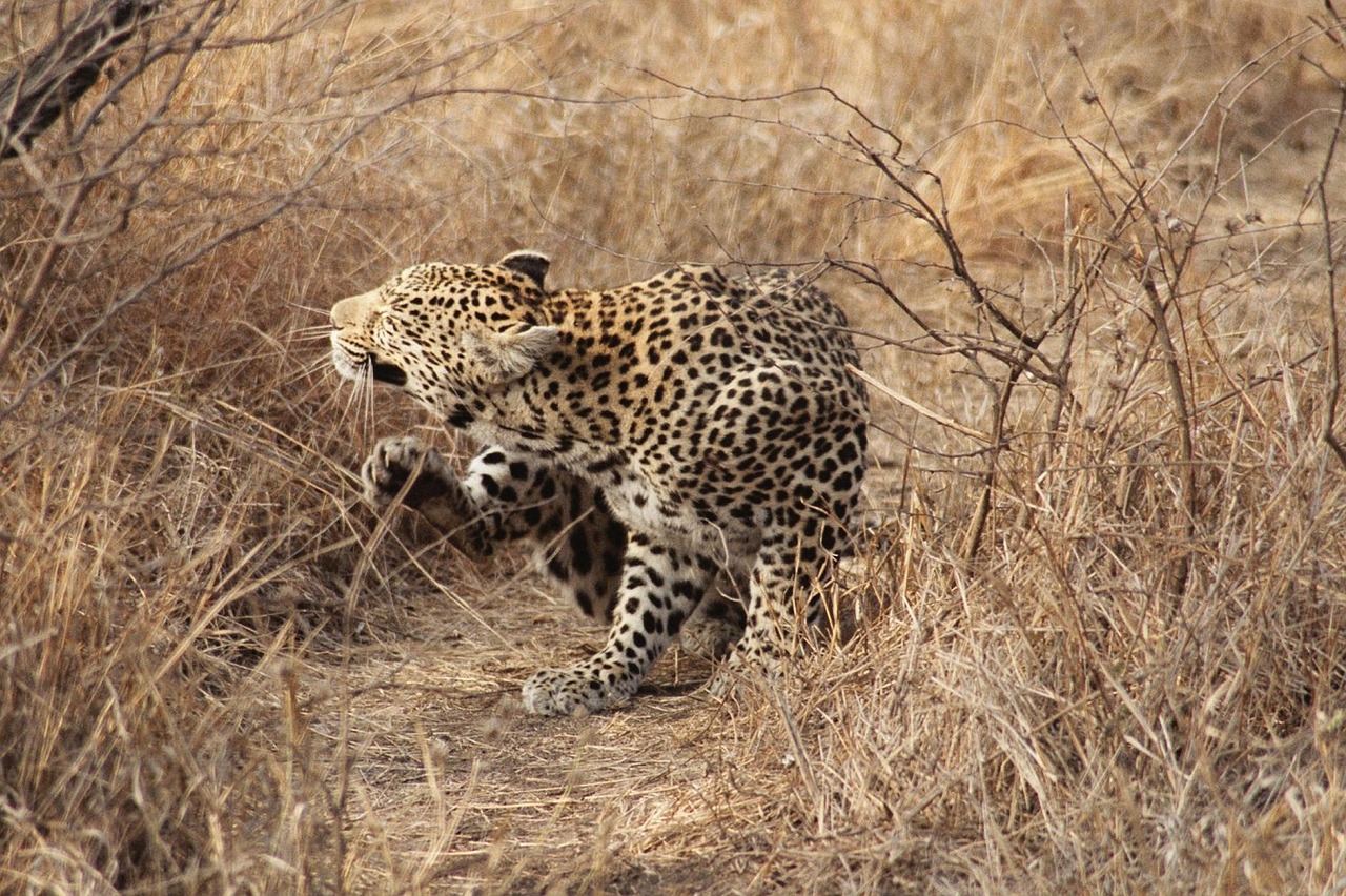 leopard south africa safari free photo