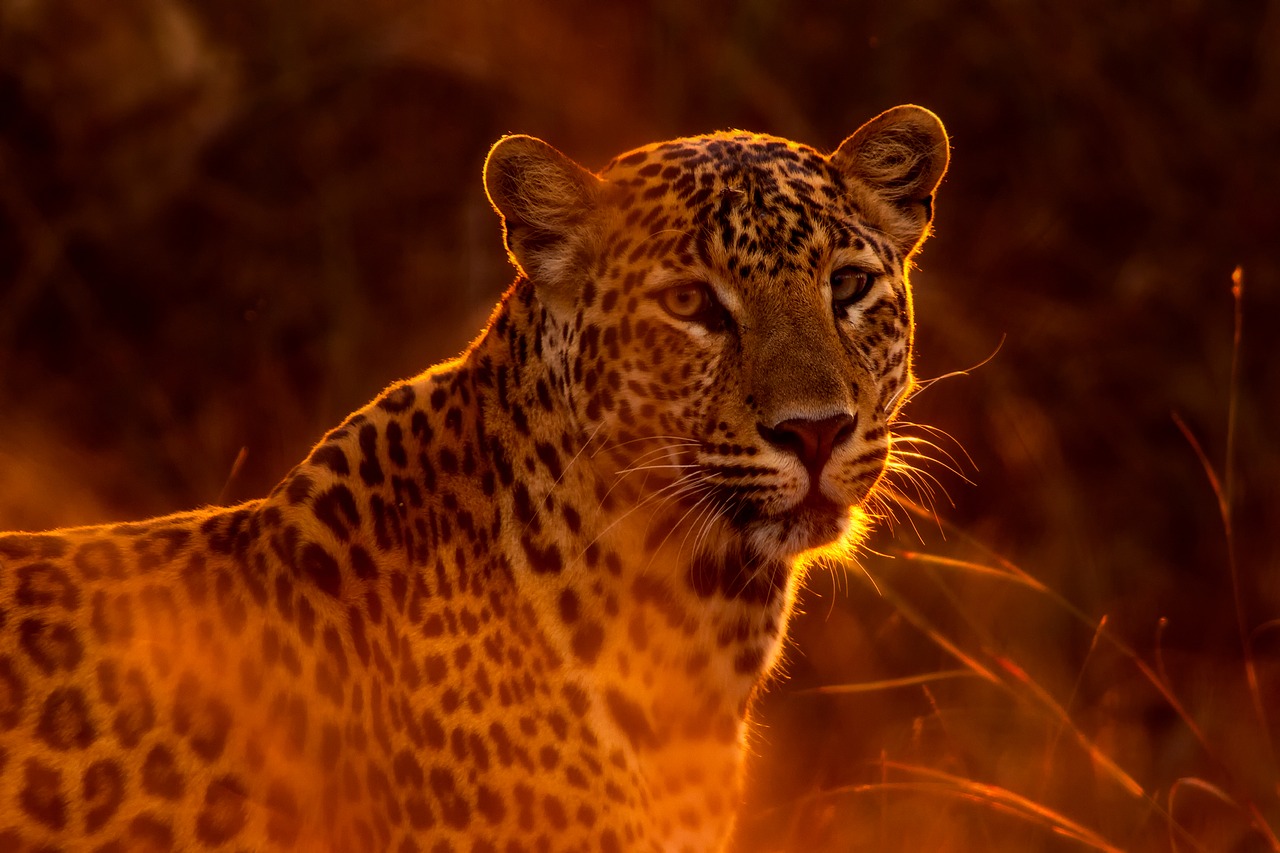 leopard animal wildlife free photo