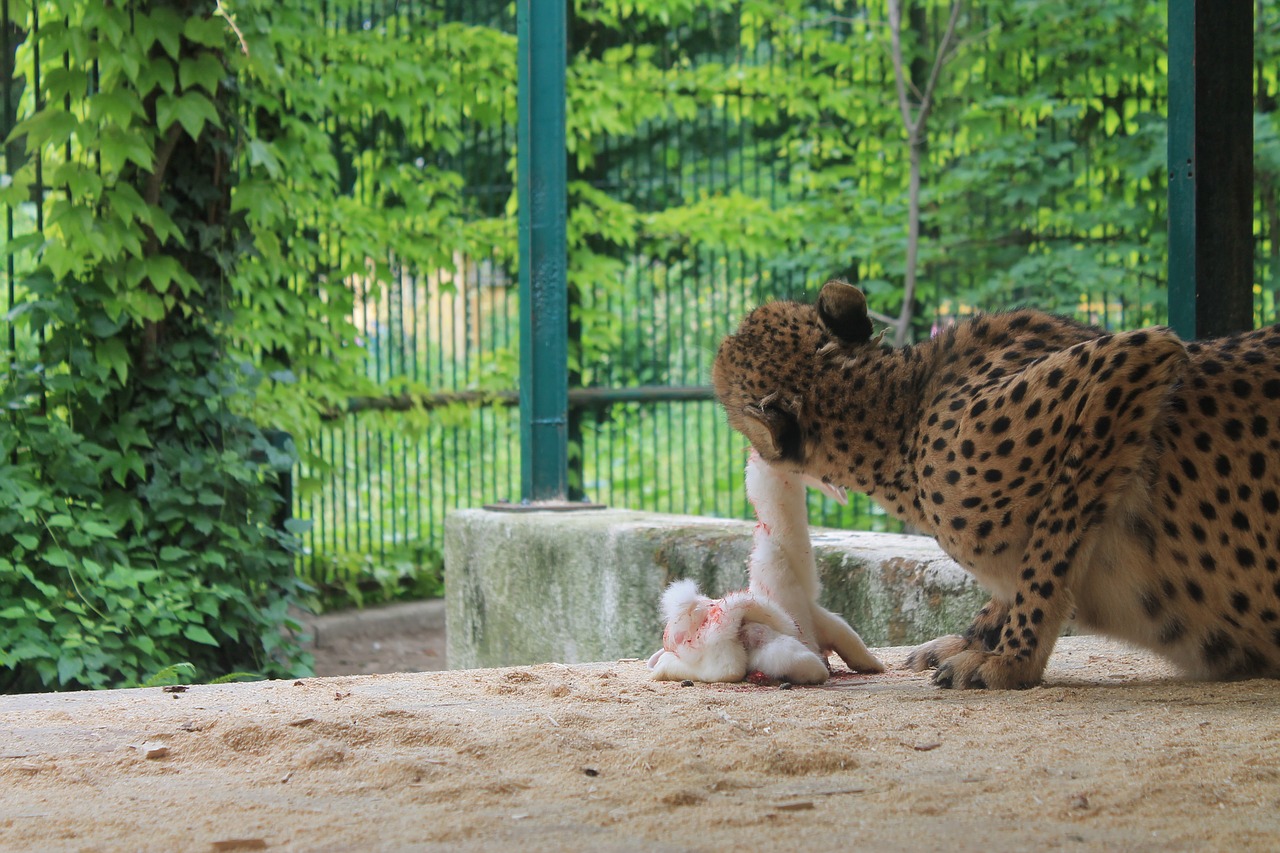 leopard prey eat free photo