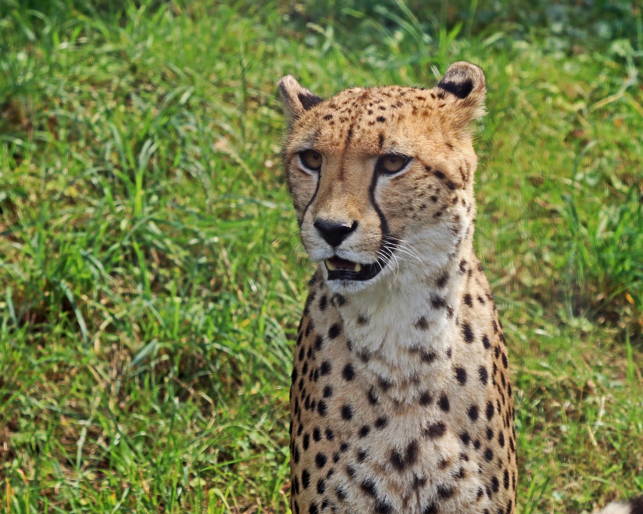 leopard predator big cat free photo