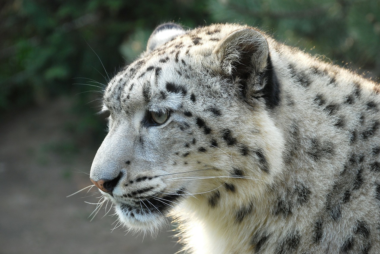 leopard snow leopard tiger free photo