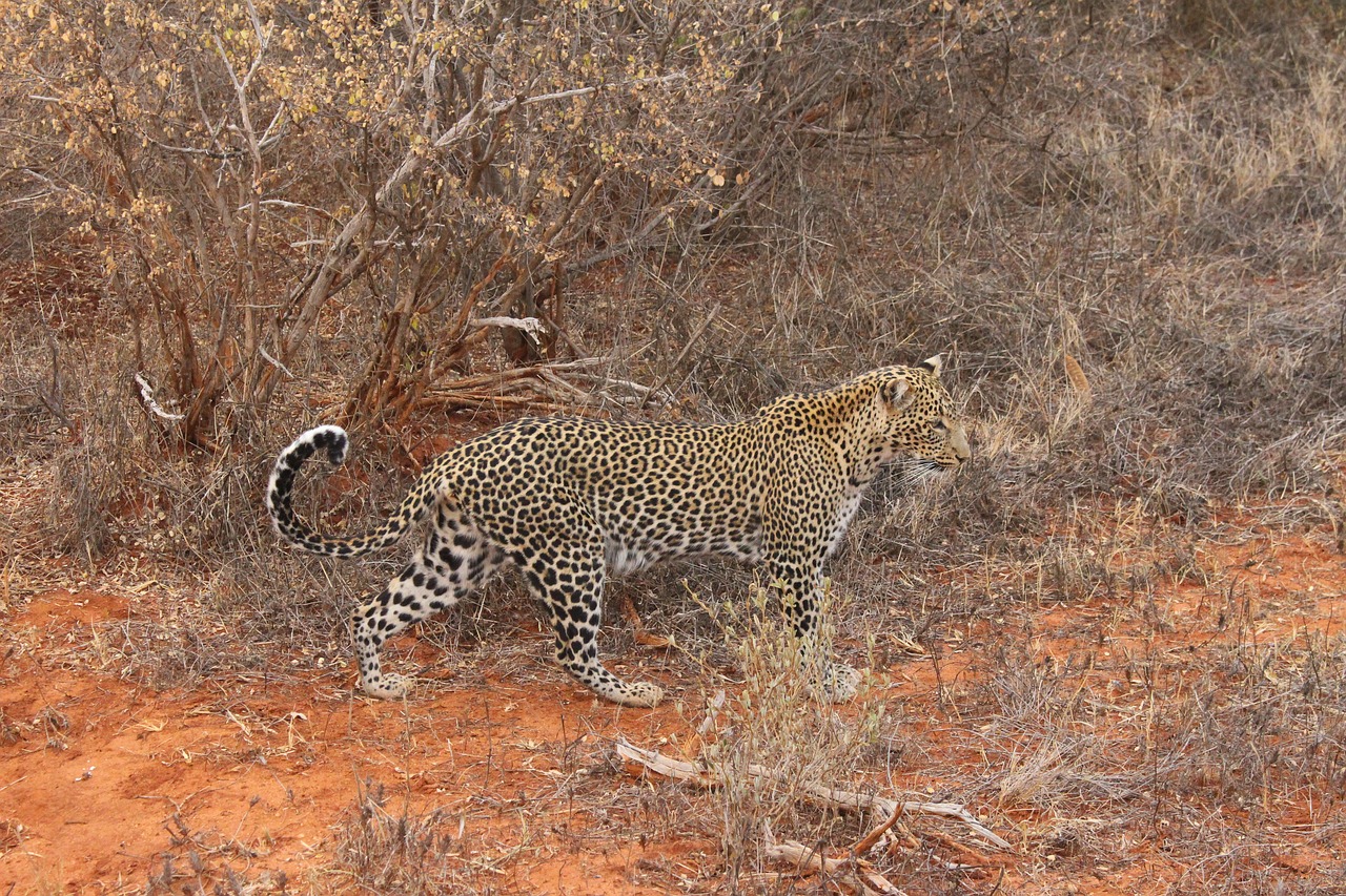 leopard nature kenya free photo