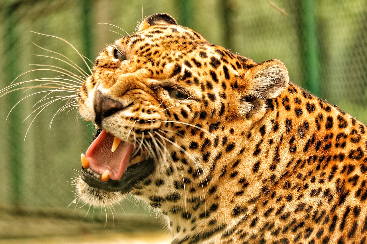 leopard wildlife photography free photo