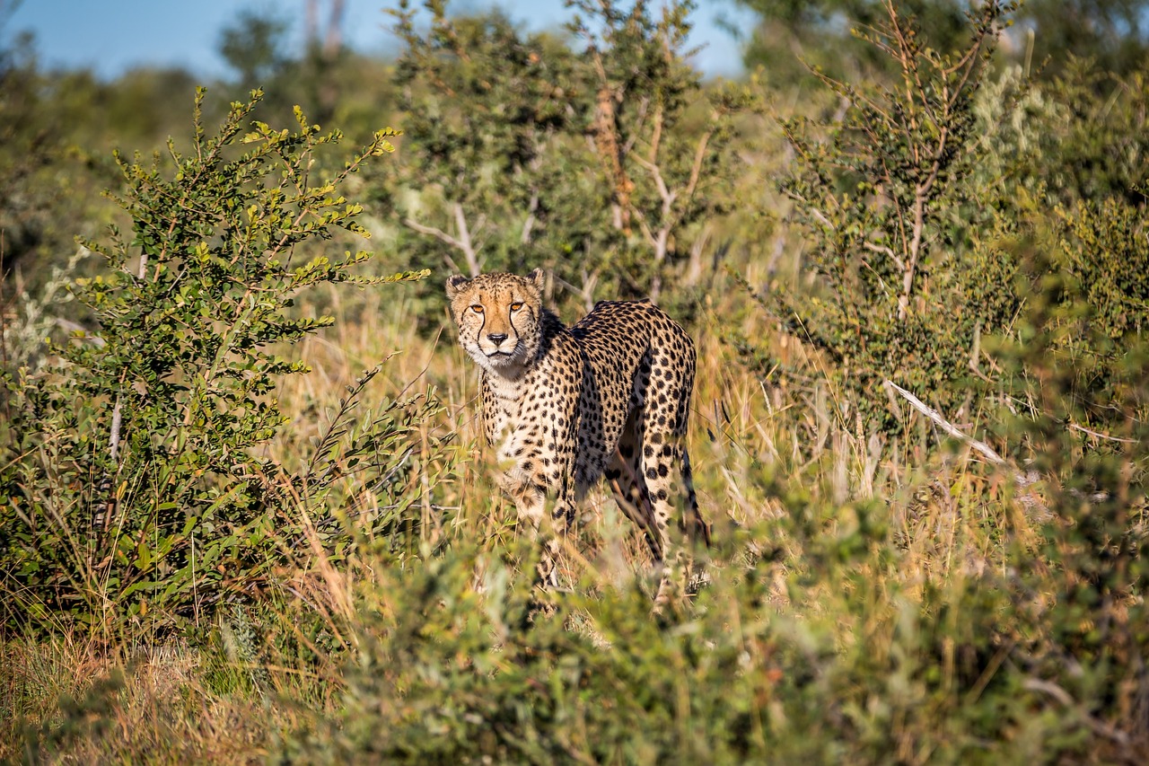 leopard animal grass free photo