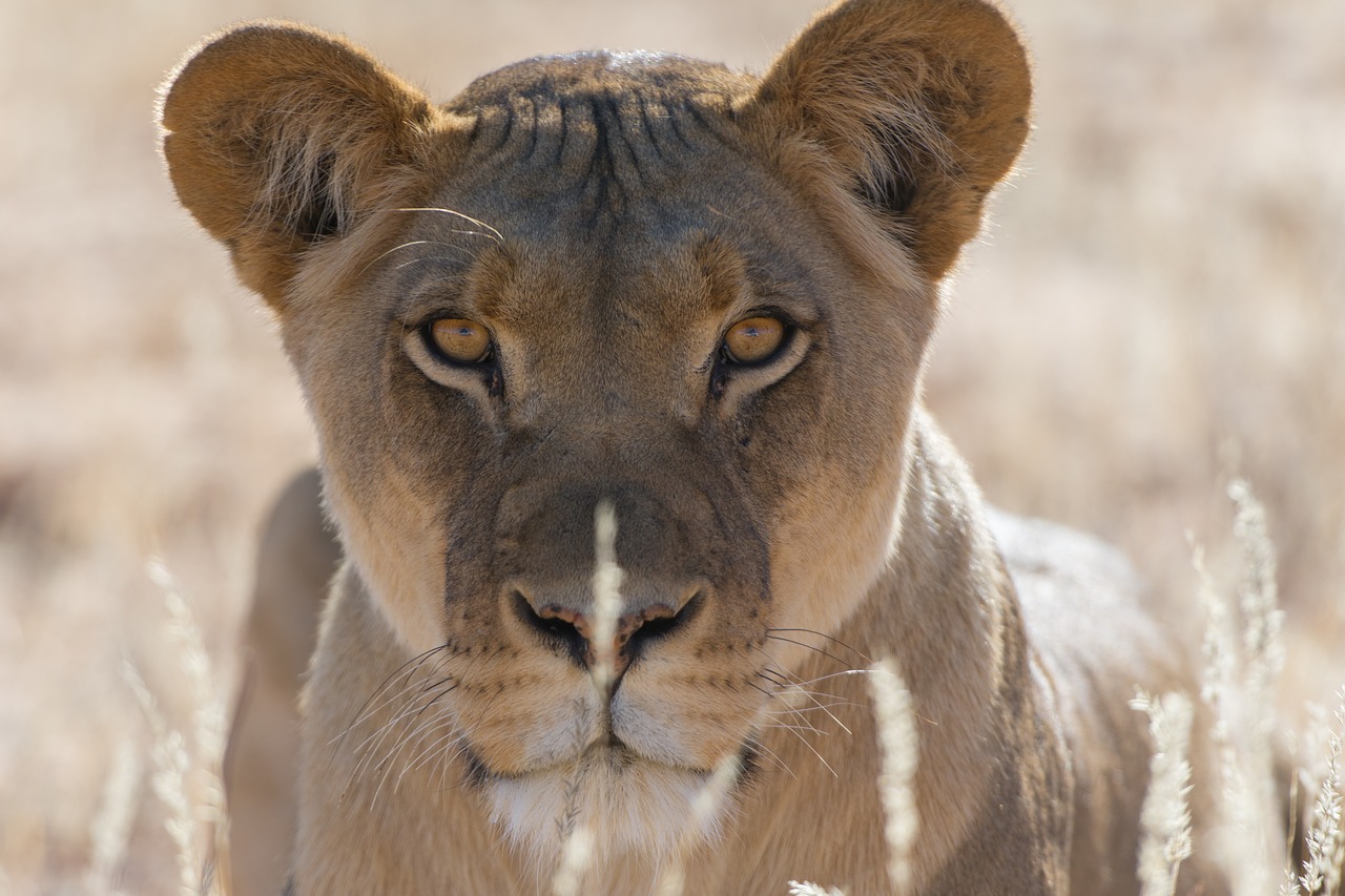 leopard animal grass free photo