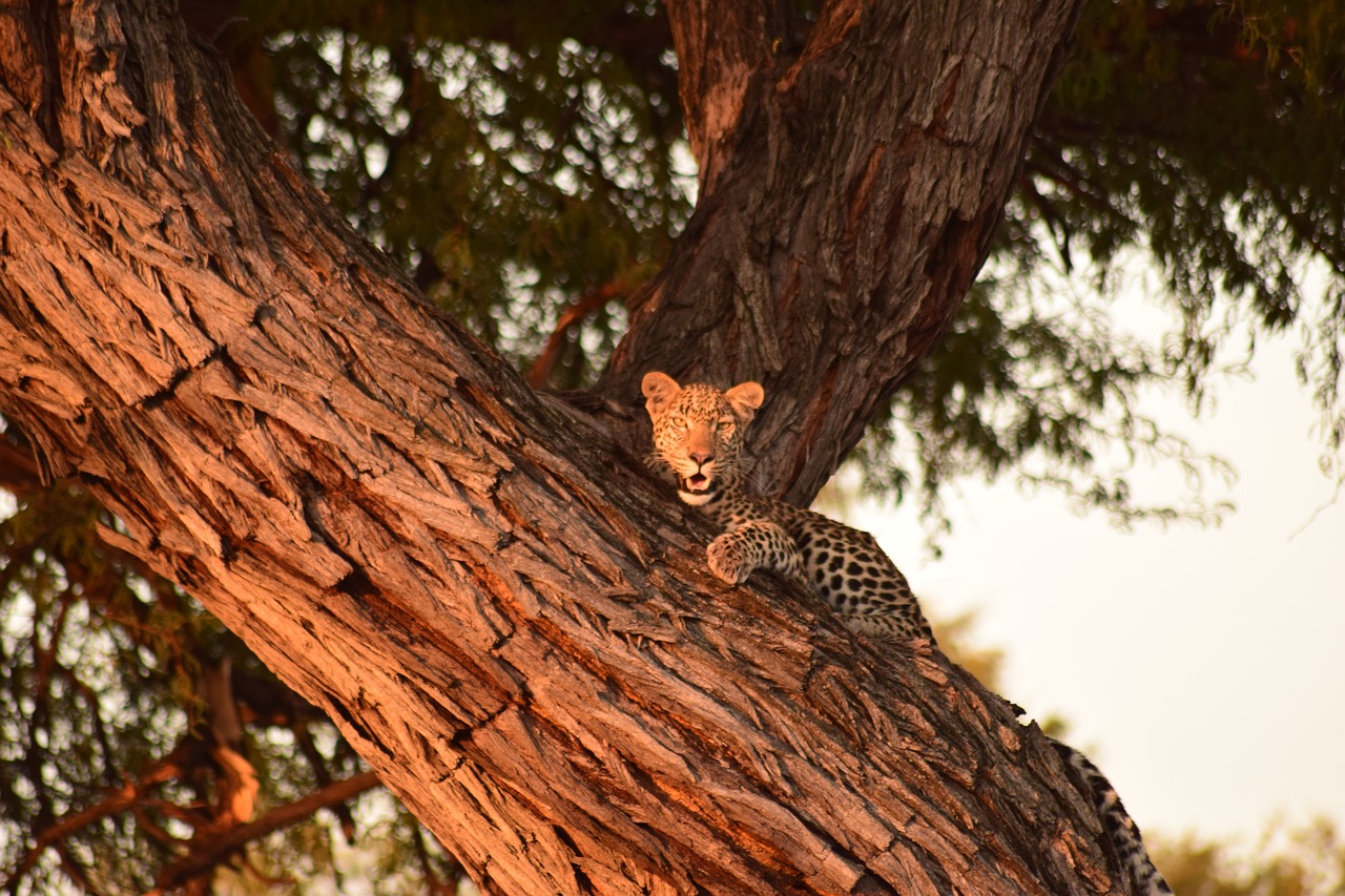 leopard tree botswana free photo