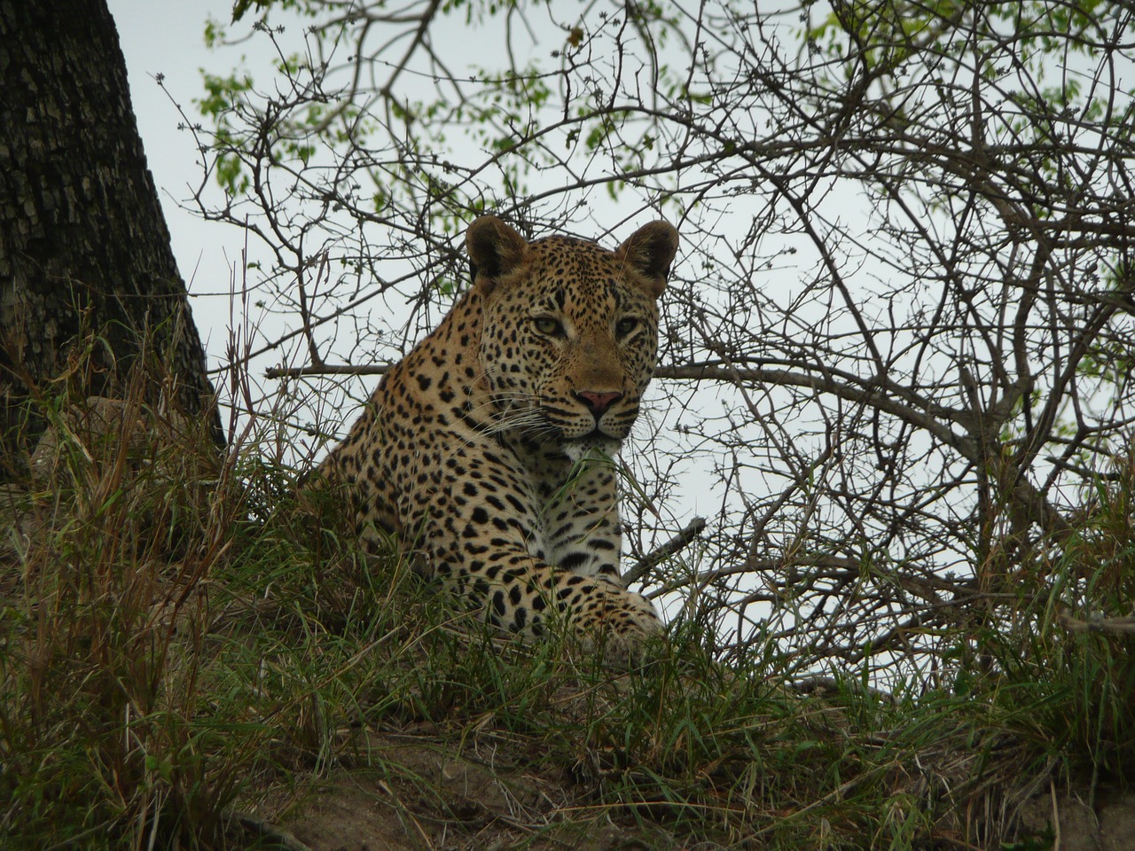 leopard londolozi south africa free photo