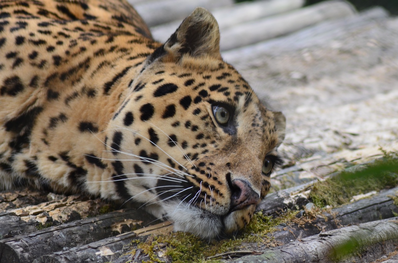 leopard animal zoo free photo