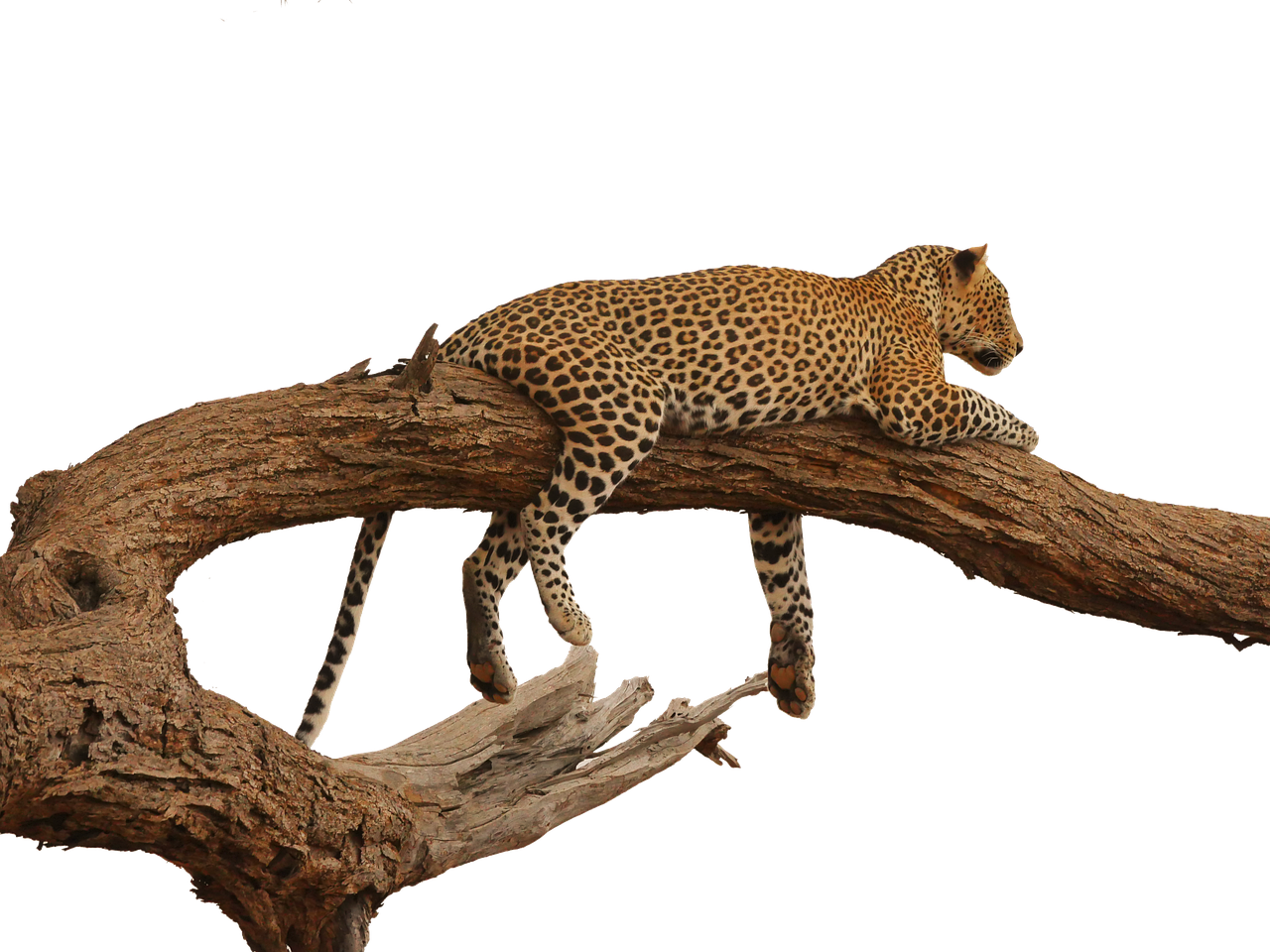 leopard acacia overview free photo