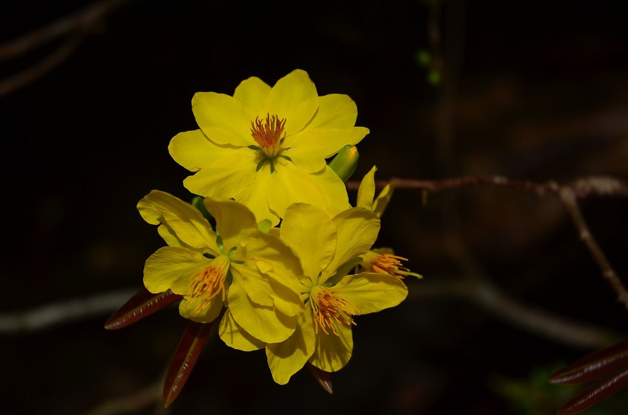 leopard flower pear free photo