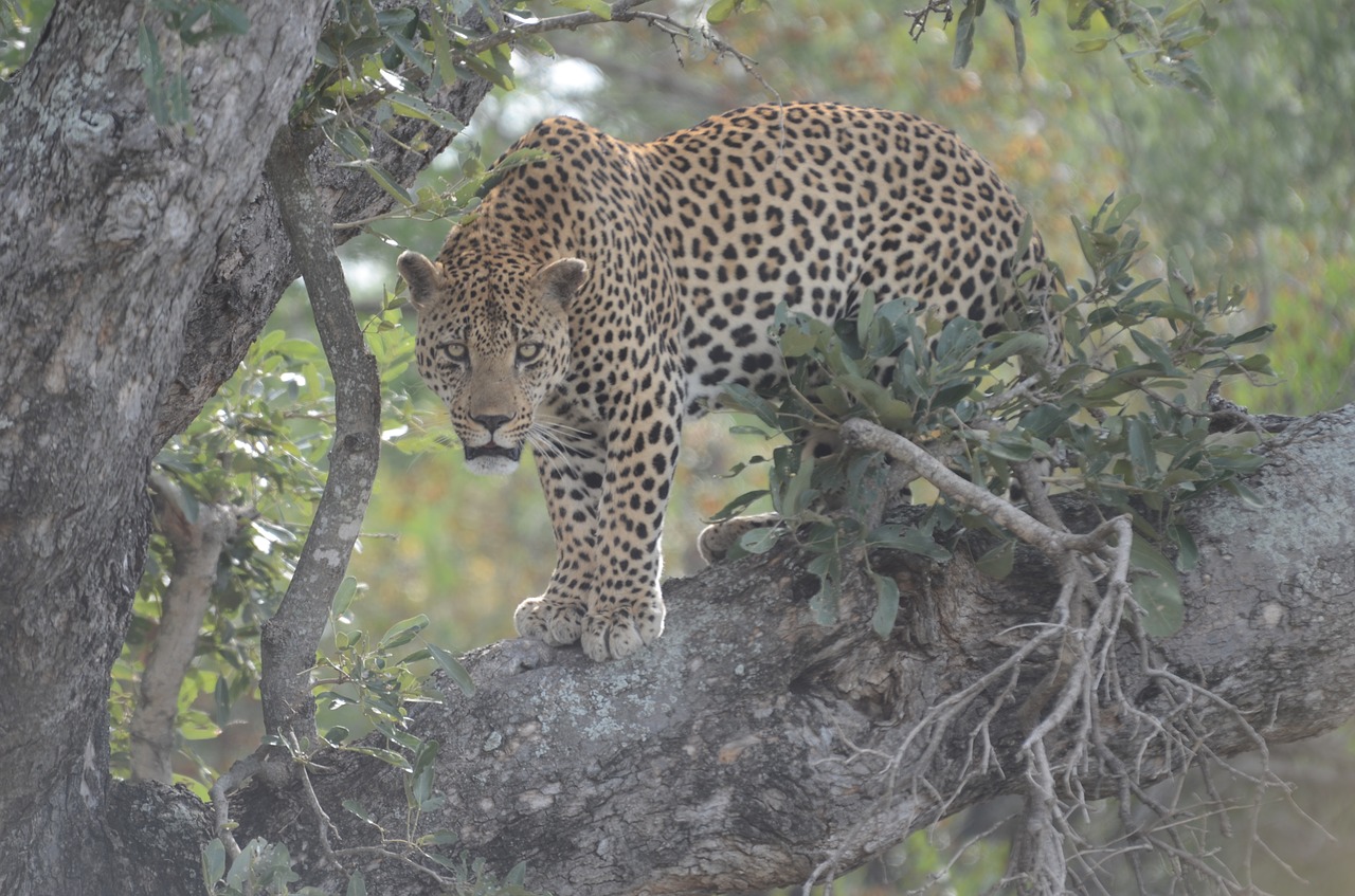 leopard carnivore animal free photo