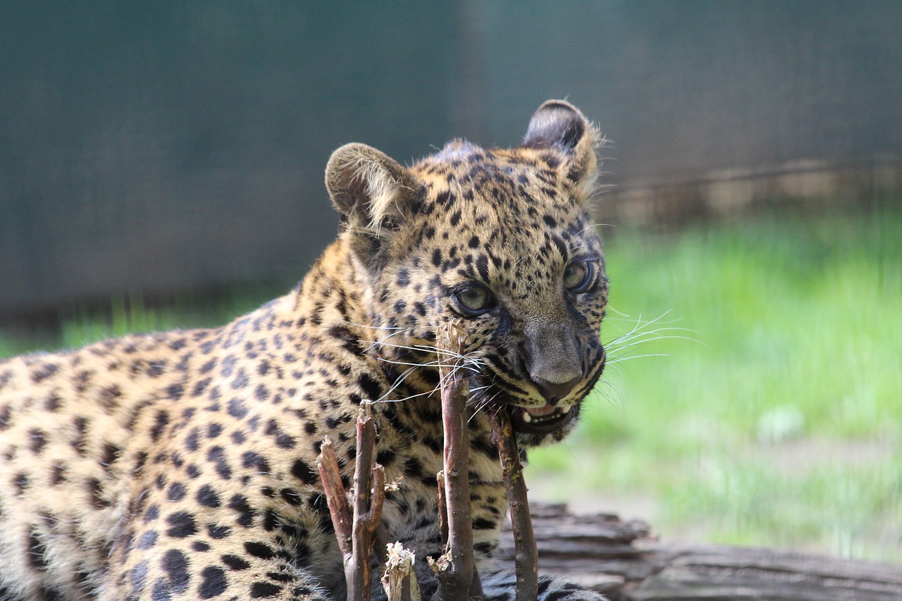 leopard wild cub free photo